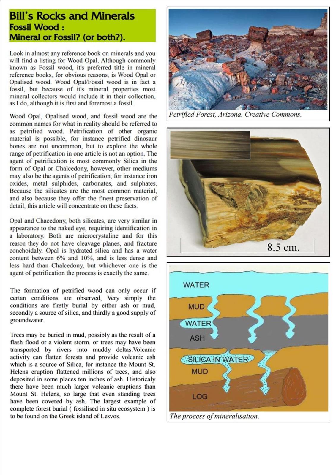 Fossil wood Bills Publications